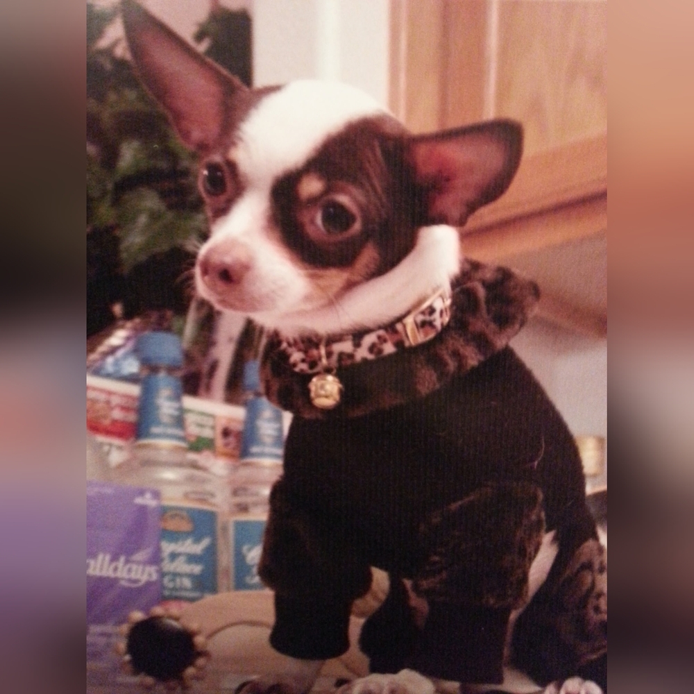 Black and Brown Dog Sweater